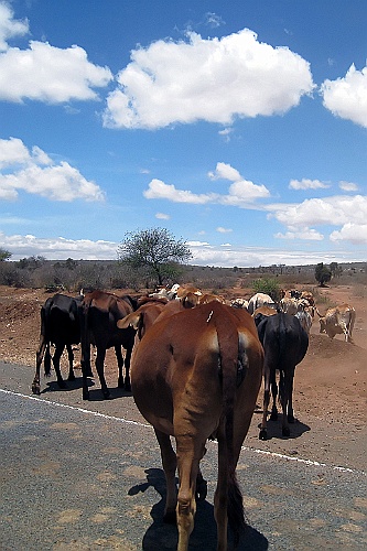 Kenia (23)